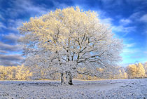 Winterzauber von Jens Uhlenbusch