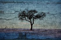 Der Baum von Claudia Evans