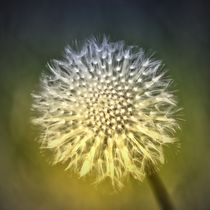 Pusteblume 1 von kattobello