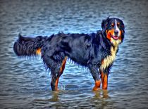 Berner Sennenhund in der Nordsee 2 von kattobello