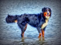 Dreamy Berner Sennenhund by kattobello