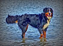 Berner Sennenhund in der Nordsee 1 von kattobello