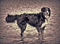 Berner Sennenhund in schwarz und weiß 3 by kattobello