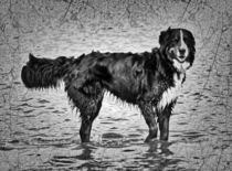 Retro Berner Sennenhund im Meer 1 von kattobello