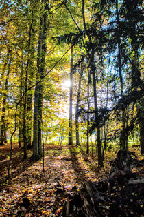 Spring - Forest Illumination by Chris Berger