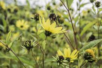 Helianthus  by Henk Bouwers