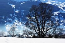 winterlicher Bergahorn von Bettina Schnittert