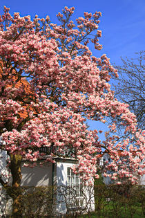 Frühling in der Stadt by Bernhard Kaiser