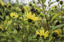 Helianthus by Henk Bouwers