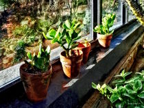 Jade Plants in Greenhouse by Susan Savad