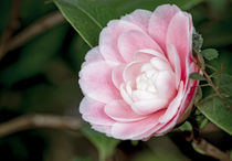 Weissrosa Kamelie - Camellia japonica L. 'Albino Botti' by Dieter  Meyer