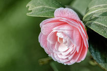 Weissrosa Kamelie - Camellia japonica L. 'Albino Botti' by Dieter  Meyer