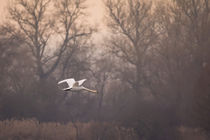 Schwan im Flug von jazzlight