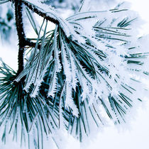 frozen_flowers_01 von Sonja Dürnberger