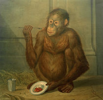 Tethart Ph. Ch. Haag, Orang-Utan, Erdbeeren fressend by klassik art