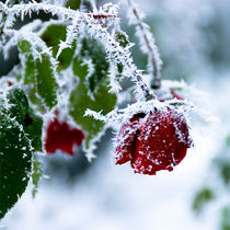 frozen_flowers_02 by Sonja Dürnberger