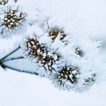 frozen_flowers_03 von Sonja Dürnberger