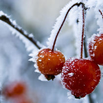 frozen_flowers_05 von Sonja Dürnberger