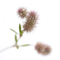 trifolium arvense von Sonja Dürnberger