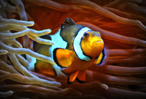 Anemonenfisch im Korallenriff 3 by kattobello