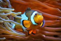Anemonenfisch im Korallenriff 2 by kattobello