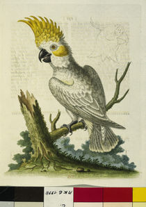 Gelbhaubenkakadu / aus: Edwards 1764 von klassik art