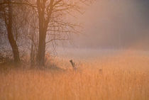 Licht by Jens Uhlenbusch