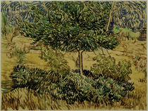 v. Gogh, Baum und Sträucher im Garten.... von klassik art