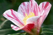 Weissrote Kamelie - Camellia japonica L. 'Tomorrows's Dawn' by Dieter  Meyer