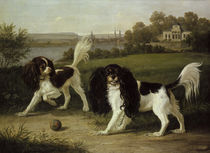 Wegener / King Charles Spaniels, Dresden by klassik art