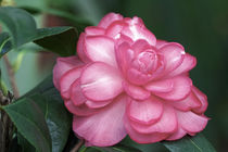 Rosa Kamelie - Camellia x williamsii 'Dream Boat' von Dieter  Meyer