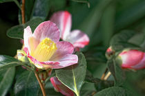 Rosa Kamelie - Camellia x williamsii 'Cupcake' by Dieter  Meyer