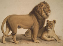 The Lion / From: Charakterbilder. by klassik art