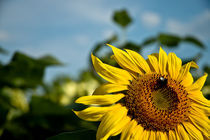 Sonnenblume von Michael Schickert