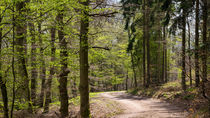 Frisches helles Grün bringt der April in den Wald von Ronald Nickel