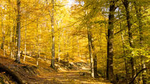 Goldener Herbstwald im gleißenden Sonnenlicht von Ronald Nickel