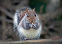 Eastern tree squirrel eating peanuts von Leighton Collins