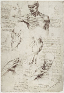 Leonardo / Hals– Schultermuskulatur/f. 137r von klassik art