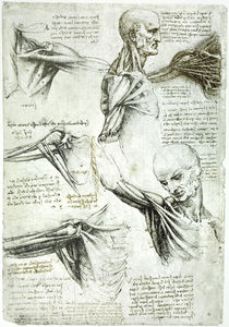 Leonardo / Sektion Schultermuskel/f. 137 v von klassik art