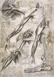 Leonardo / Schulter– Armmuskel/Fuß/f. 144 v von klassik art