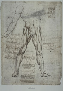 Leonardo / Oberschenkelmuskulatur/f. 148 r von klassik art