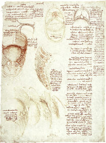 Leonardo / Brustkorb Zwerchfell / fol. 186 r von klassik art