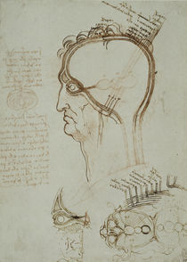 Vinci / Schichten der Kopfhaut / fol. 32 r by klassik art