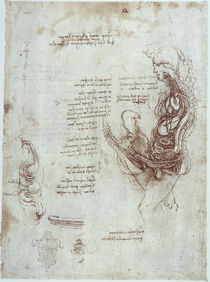 Leonardo / Koitus / Verdauungsapp. / fol. 35 r von klassik art