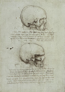 Leonardo / Schädel / Kiefernhöhle / fol. 43 v von klassik art