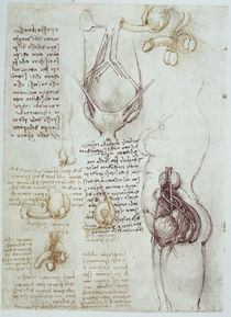 Leonardo / Genitalien männl. weibl. / fol 54v by klassik art