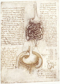 Leonardo / Verdauungsapparat u. a. / fol. 73v von klassik art