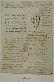 Leonardo / Bauchwand-Muskulatur / fol. 74 r von klassik art