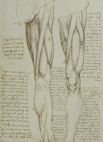 Leonardo / Bein-Muskulatur / fol. 77 v von klassik art