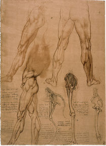 Leonardo / Beinmuskulatur / Pferdebein/f. 95r von klassik art